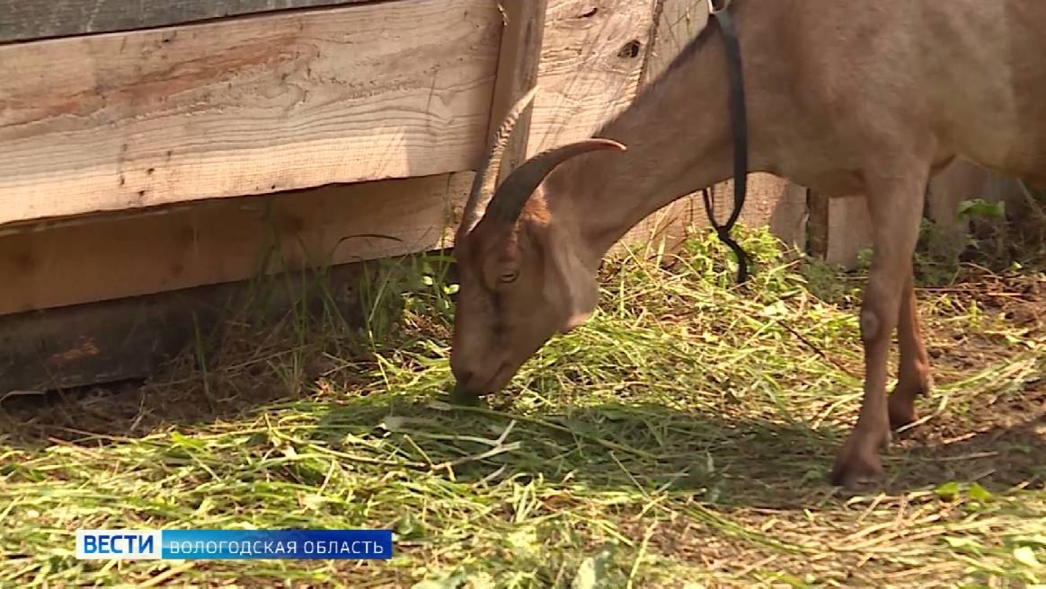 Традиционный конкурс «Ветеранское подворье» выходит на финишную прямую в Вологодской области