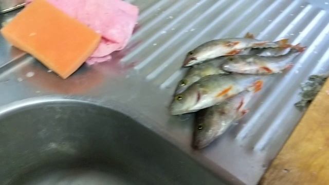 Дмитрий Гаврилкин - Живая Рыба Окунь - 2025