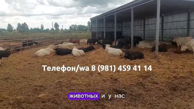 Как купить племенных быков и овец в Москве
