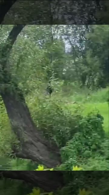 🫎Лось решил покупаться в Ивантеевке🫎