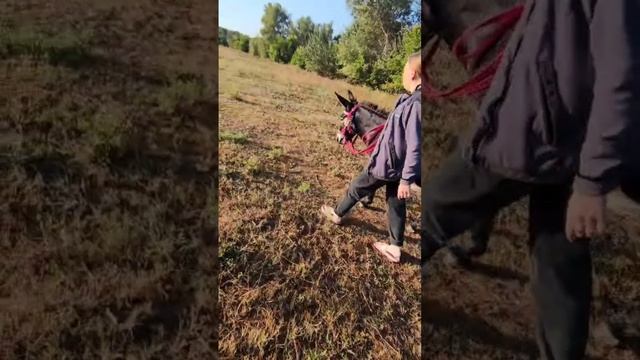 Осёл Роджер