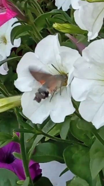 Алтай. Местный калибри Города Солнца Звениград. Ираида Алексеева. Мир Универсологии