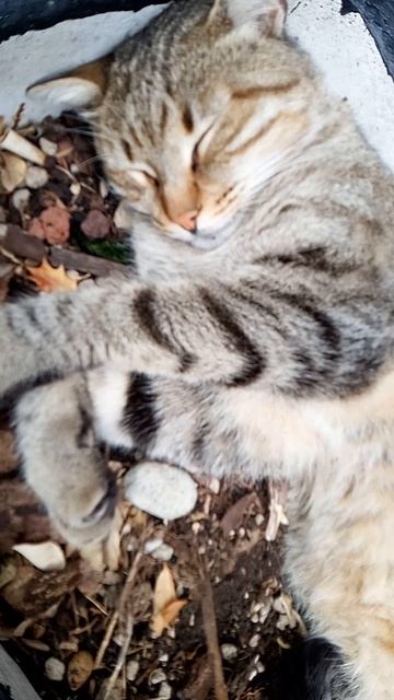 Котор. Черногория. Центр. Утро понедельника. Котик устал. Спит.