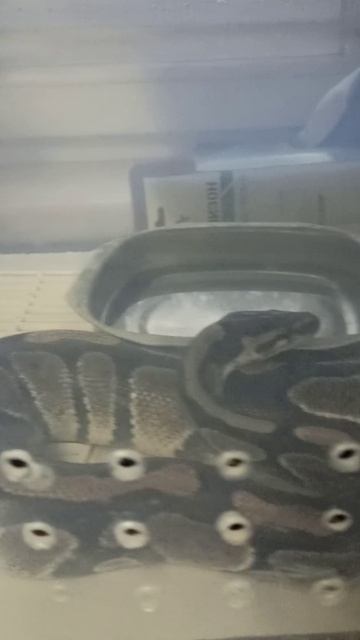 Сравниваю размер удава Ноники и питона Нормана.