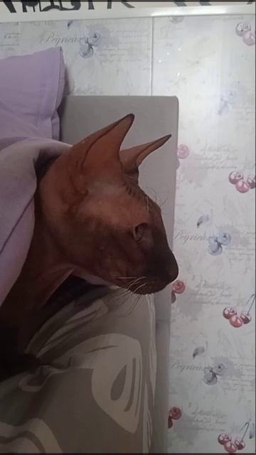 витаминоз у кота аватара