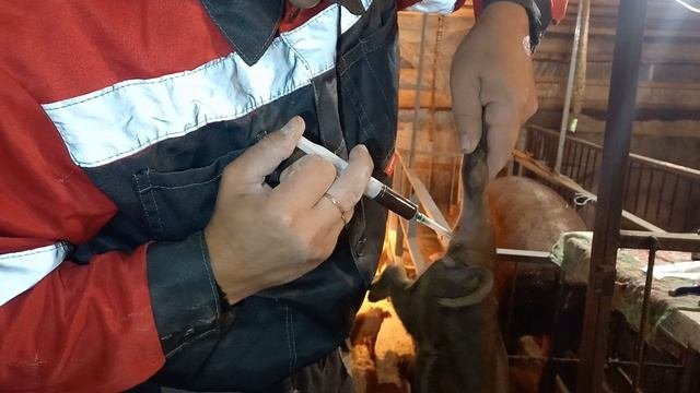 Обламливаю клыки ставлю железо и витамины.