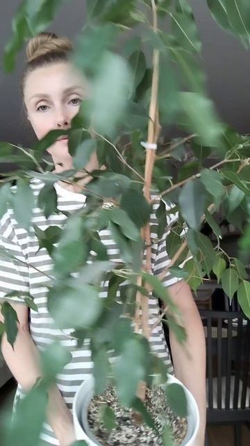 Фикус Бенджамина Даниэль - спокойный в уходе, да ещё и быстро растет 💗 тг Plantsnn #фикус