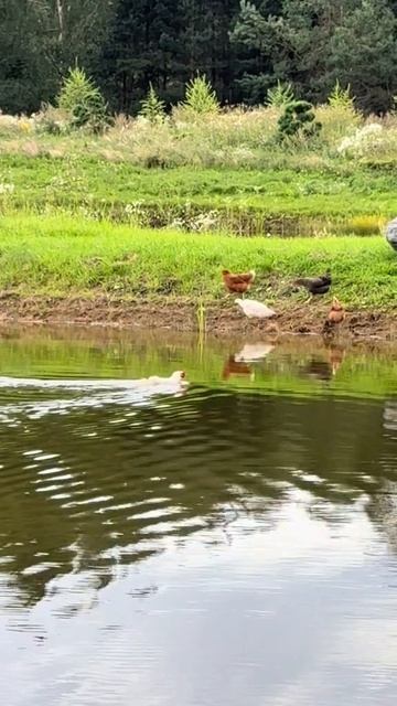 Курица плывёт.