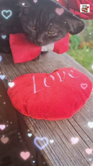 Пикселюше вместе с Пискунчиком тоже захотелось дарить Вам свою Любовь и он зажёг около дома радугу