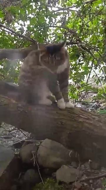 Сергей Сергеич и кошка