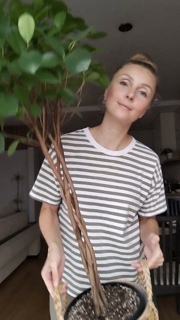 Красавчик Фикус Мокламе , он же Моклейм на плетеном стволе 👉 подробности в тг Plantsnn #фикус