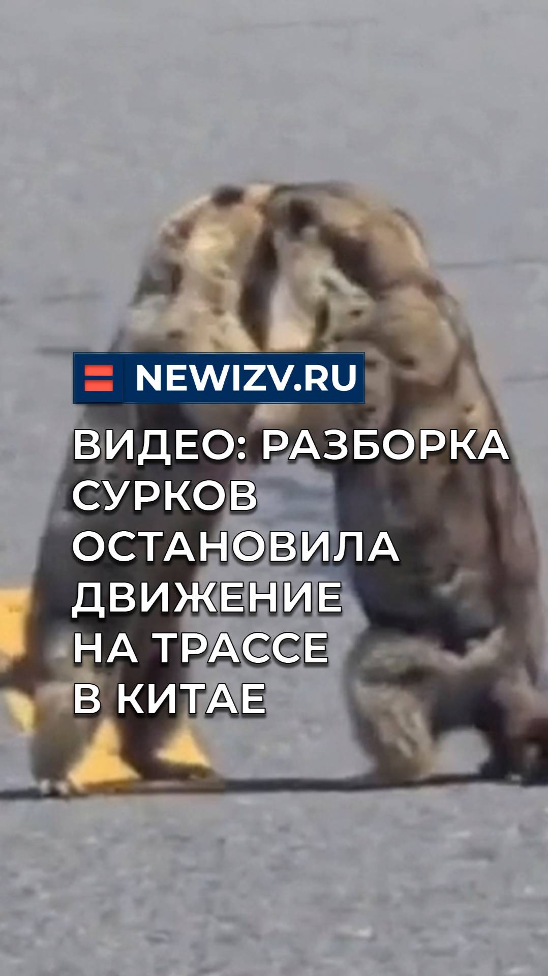 Видео: разборка сурков остановила движение на трассе в Китае