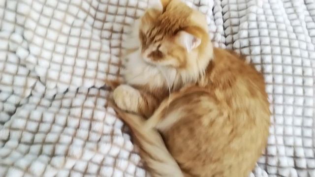 КОТИК(казямока ВЕЛИКАЯ!)