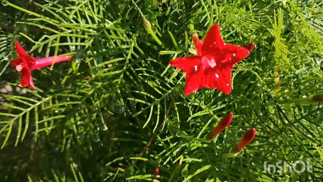 Ипомея расцвела.