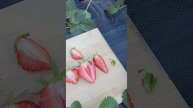 Небольшой обзор на китайские сорта земляники🍓.mp4