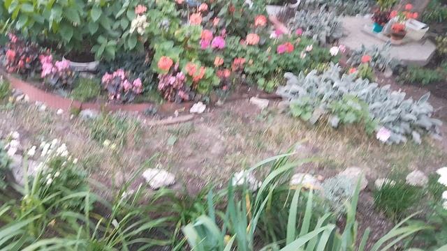 25-08-2025  Цветы, конечно без прикрас  надёжно радуют наш глаз