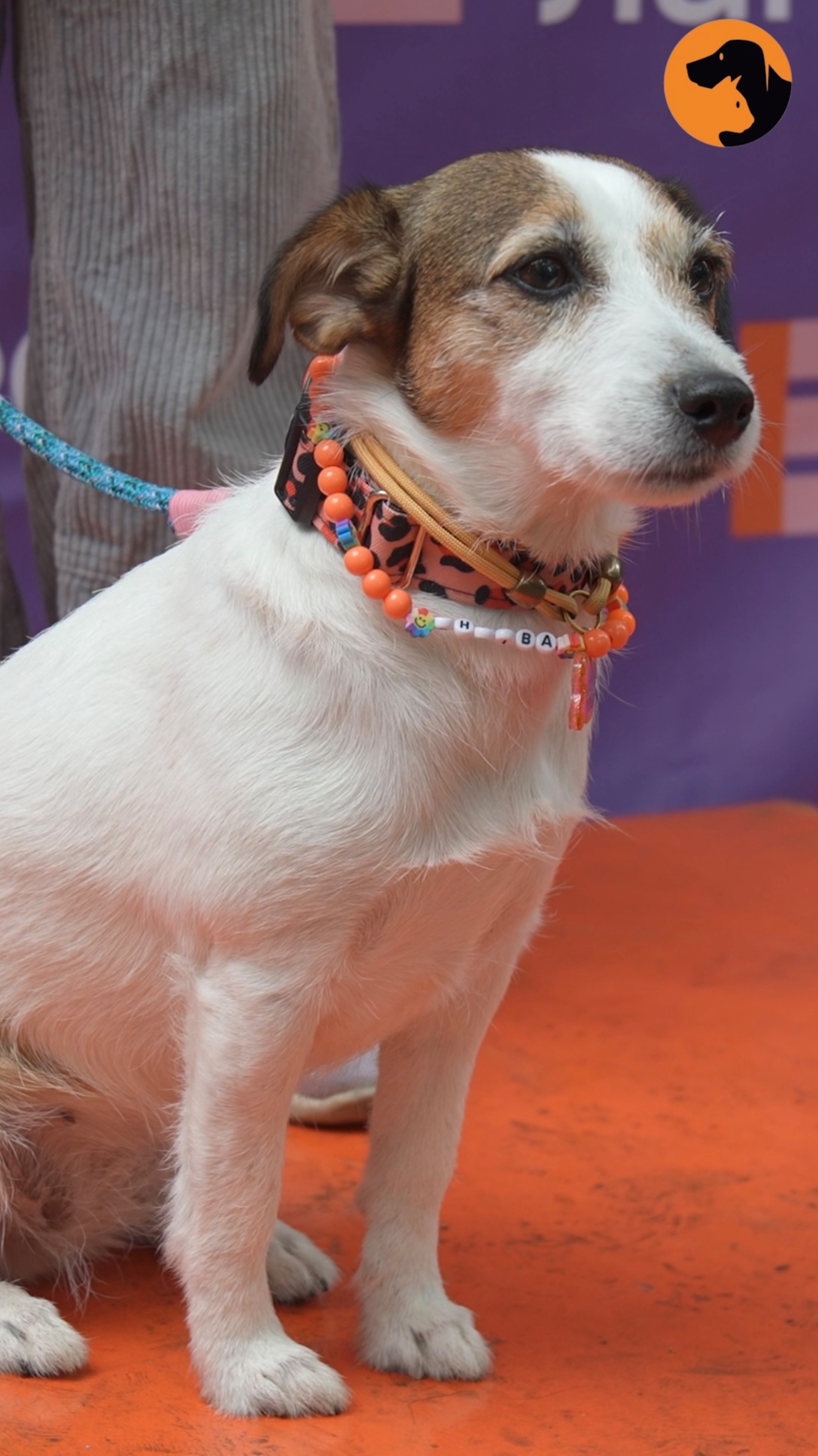 😻«Четыре Лапы Фест»: как это было