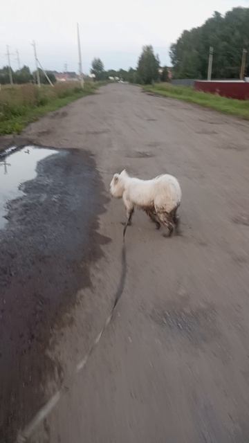 Самоедская собака и грязь...