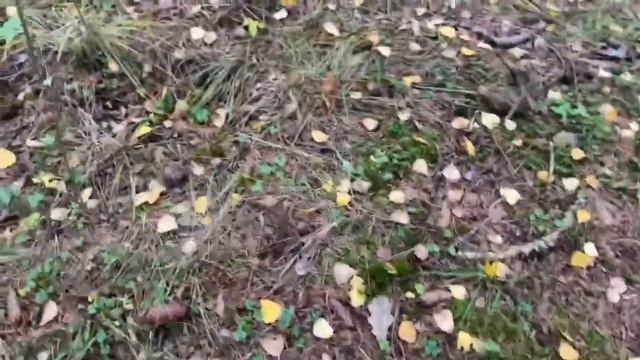 ОСЕННИЕ ГРИБЫ В ПОДМОСКОВЬЕ РЯДОВКА ФИОЛЕТОВАЯ ОЧЕНЬ ВКУСНЫЙ ГРИБ| ГРИБЫ 2023