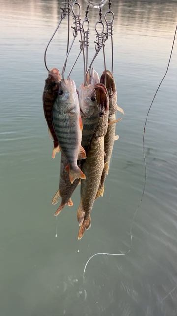 26 августа 2025 г.