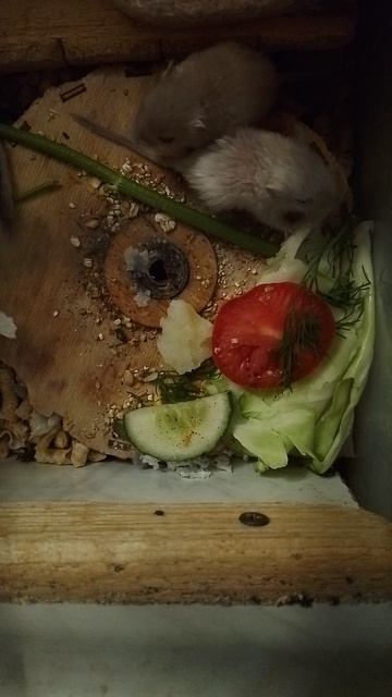 Малявочки-песчанята кушают ☺