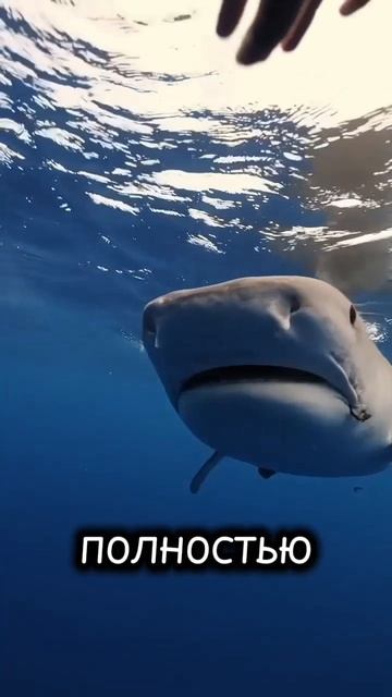 🦈 «Хозяйка глубин: тайны акульего царства» #акула #водныймир #интересно