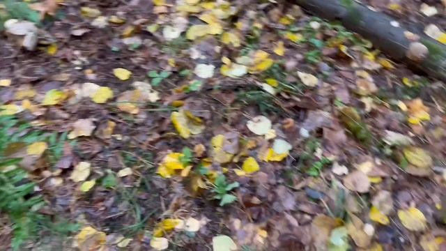 МАССОВО ПОШЛИ ГРИБЫ В ПОДМОСКОВЬЕ| ВЕДЬМИН КРУГ ИЗ ГРИБОВ| ГРИБЫ 2022