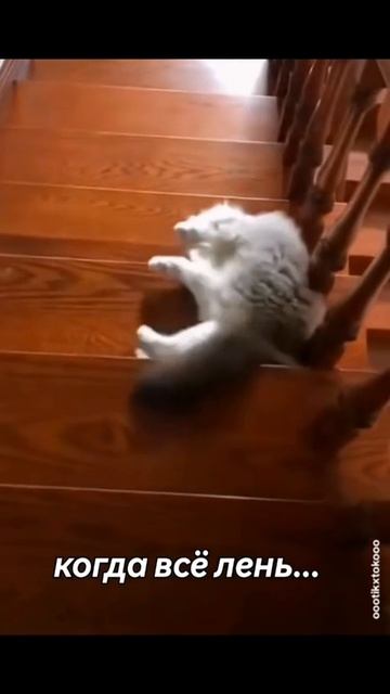 VID_20250826_094424_584.mp4