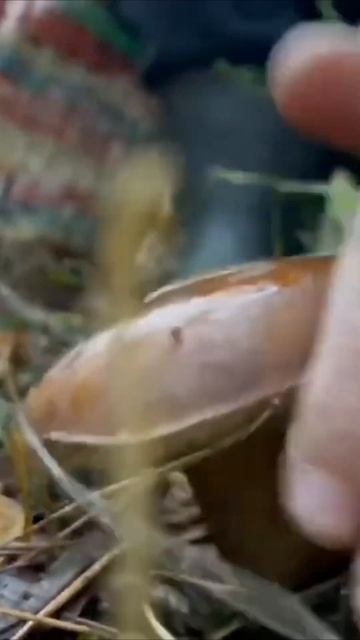 ГРИБНИК НАШЁЛ ЕГО!!! #shorts