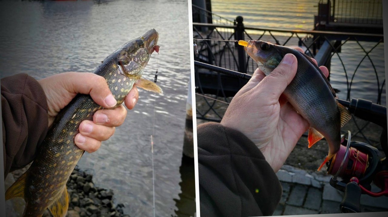 Волга, Углич, и немного микроджига