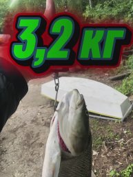 Жерех в Пирогово 3,2кг