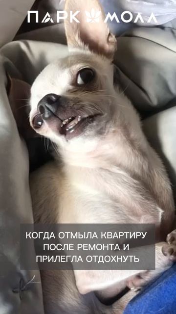 Когда отмыла квартиру после ремонта и прилегла отдохнуть #паркмоллшутит