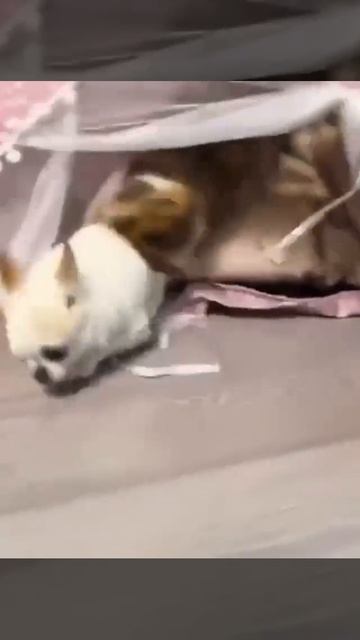 VID_20250826_094417_512.mp4