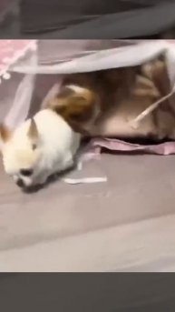 VID_20250826_094417_512.mp4