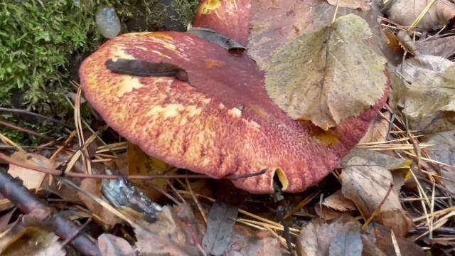 ОСЕННИЕ ОПЯТА В ОКТЯБРЕ И ДРУГИЕ ГРИБЫ В ПОДМОСКОВЬЕ| ГРИБЫ 2022