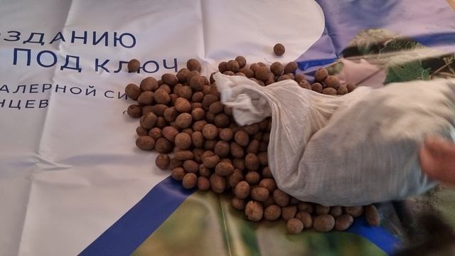 Очень крупная картошка из Луги...