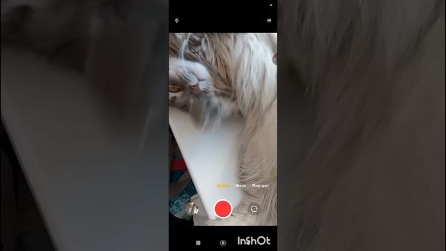 Знакомство на фоне моей кошки, глажу кошку и рассказываю о себе.