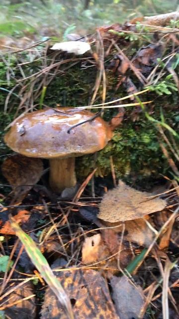 Греется на солнышке #shorts #грибы #mushroom