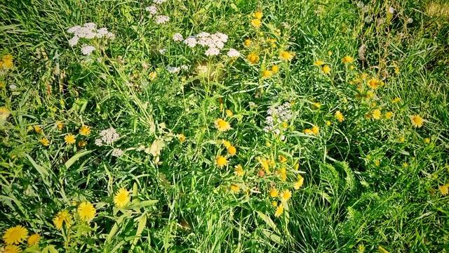 ЦВЕТЫ, ДЫШАТ ОСЕНЬЮ.