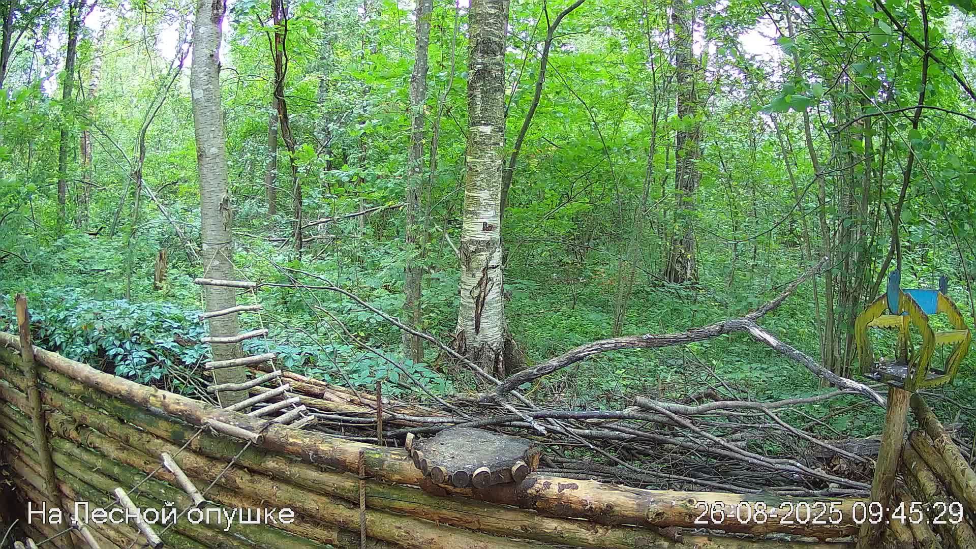 ☀️ЛЕТО в ЛЕСУ онлайн #Relaxing #природа #звуки леса #птицы #погода