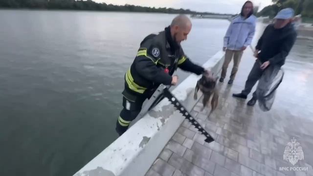 В Калининградской области сотрудники МЧС спасли тонущего французского бульдога