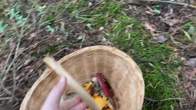 ПОХОД В ЛЕС ЗА ГРИБАМИ| ВОТ ЭТО НАХОДКА! ЧТО ЗА ГРИБ?| ГРИБЫ В ПОДМОСКОВЬЕ 2021| БЕЛЫЕ ГРИБЫ