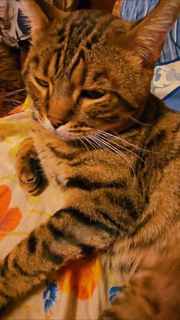 Бенгал #кот #бенгал #животные