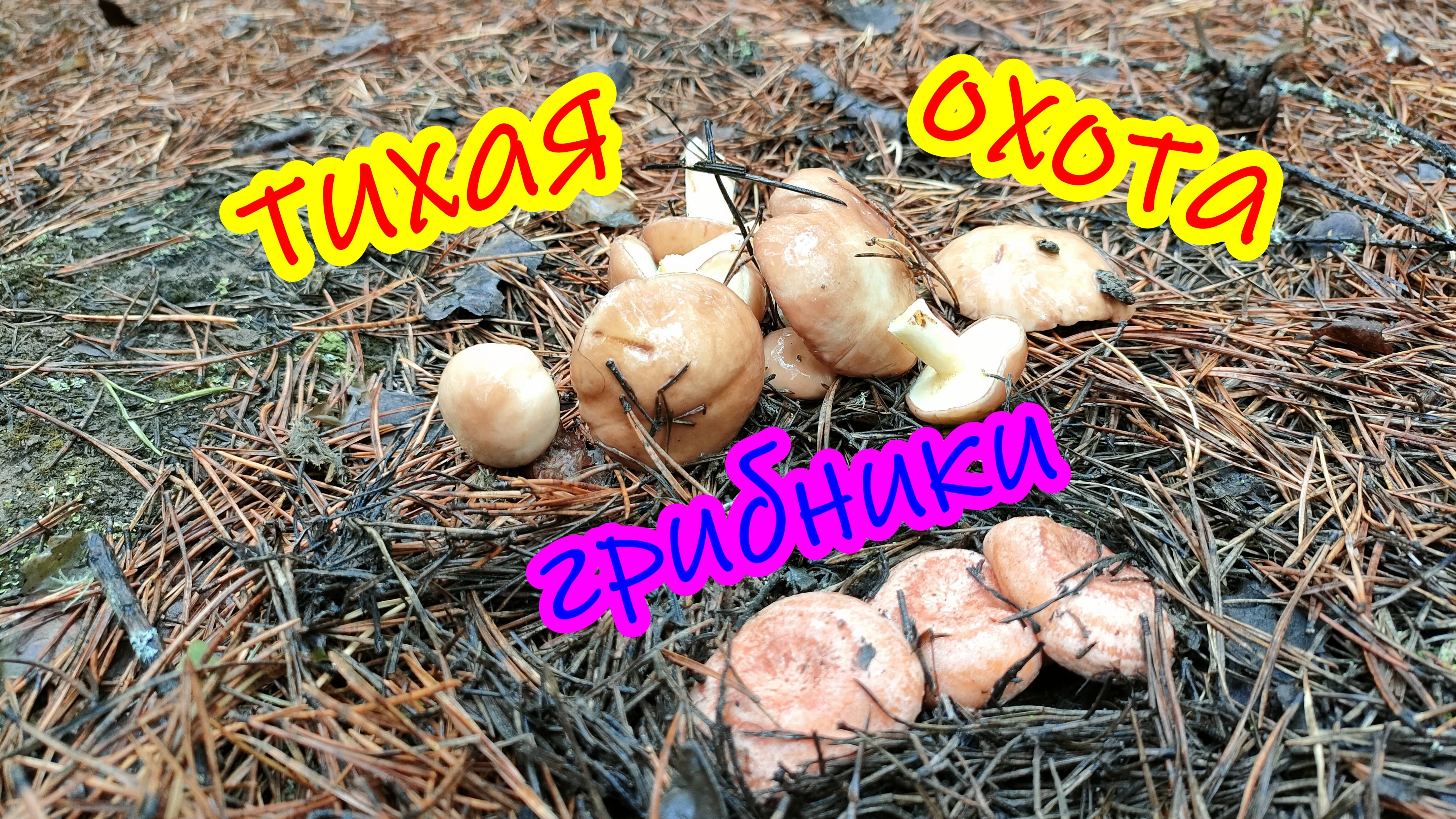 Собираем грибочки.