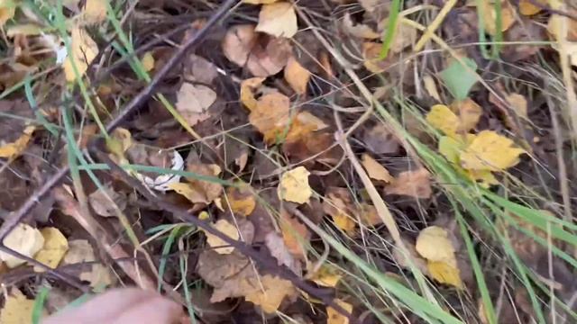 АРМИЯ ПОДБЕРЁЗОВИКОВ В ОКТЯБРЕ И ДРУГИЕ ГРИБЫ В ПОДМОСКОВЬЕ| ГРИБЫ 2022