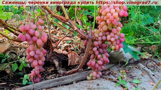 Виноград 6-7 августа 25 года-Кишмиш Премьер, лучший клон Лучистого, с мускатом и крупной ягодой.