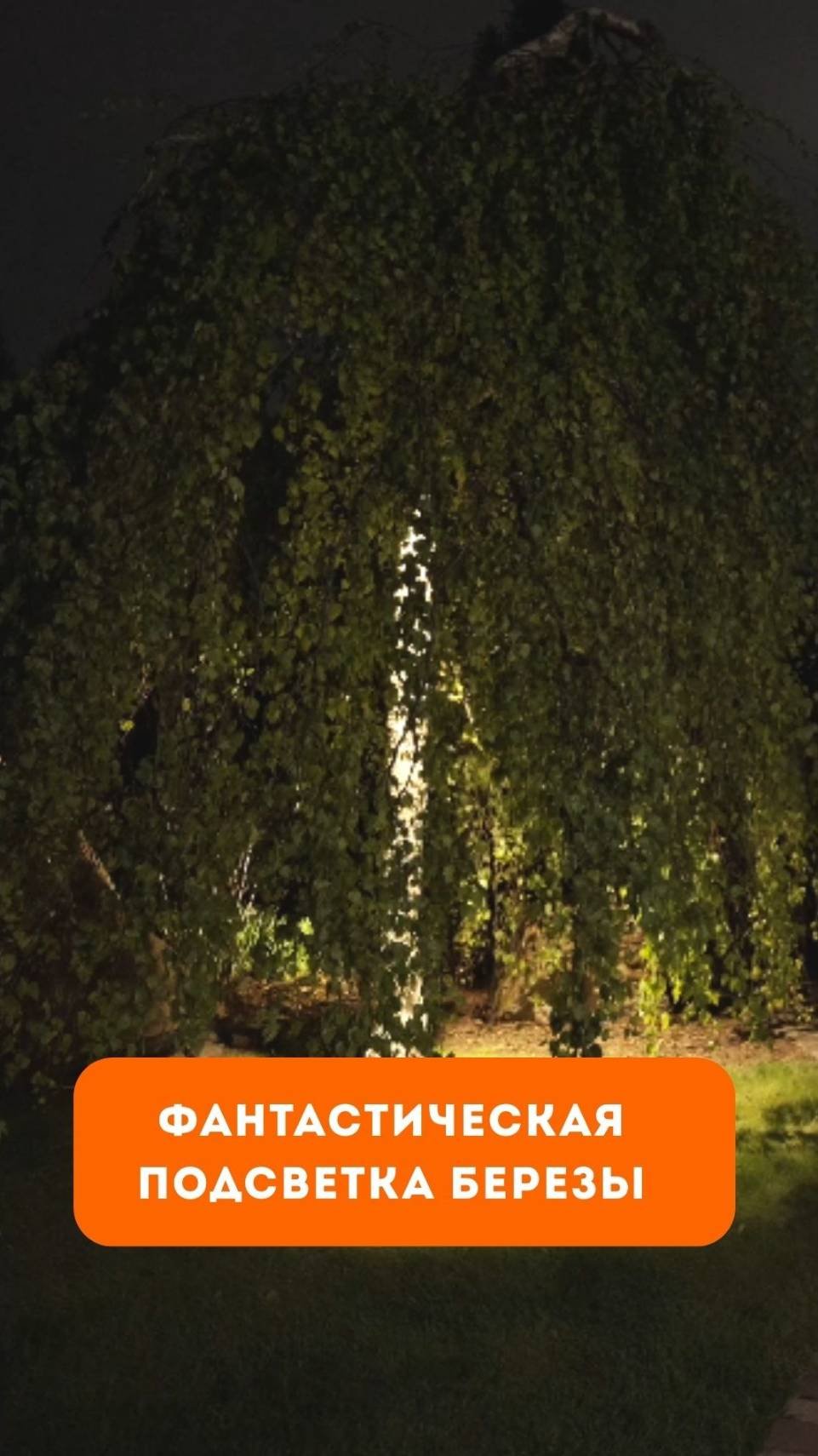 Креативная подсветка березы на участке!