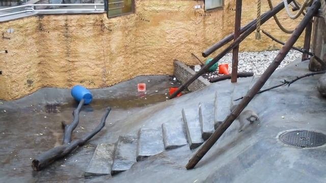Японские макаки в Московском Зоопарке