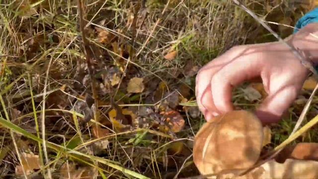 БЕЛЫЕ ГРИБЫ В СЕРЕДИНЕ ОКТЯБРЯ В ПОДМОСКОВЬЕ| НАСТОЯЩАЯ СКАЗКА ДЛЯ ГРИБНИКА| ГРИБЫ 2022