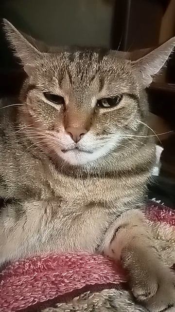 стихи ру читает  автор Светлана  Перлис-Захарова